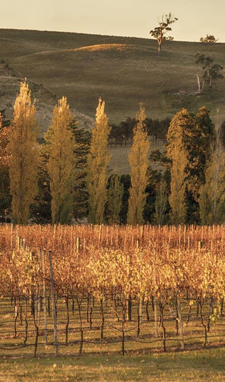 house-and-land 448x759 vineyard-01-448x759