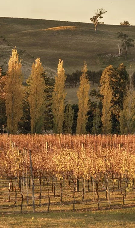 house-and-land 448x759 vineyard-01-448x759